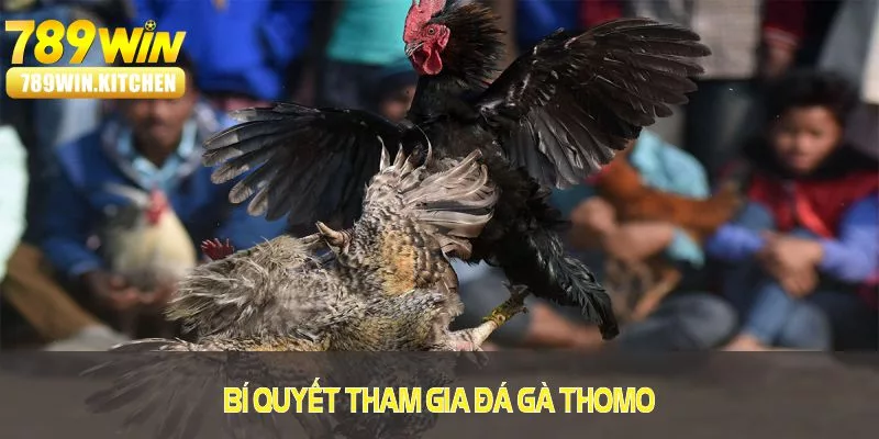 Khám phá bí quyết tham gia đá gà Thomo với tỉ lệ thắng ấn tượng