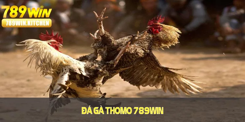 Đá Gà Thomo