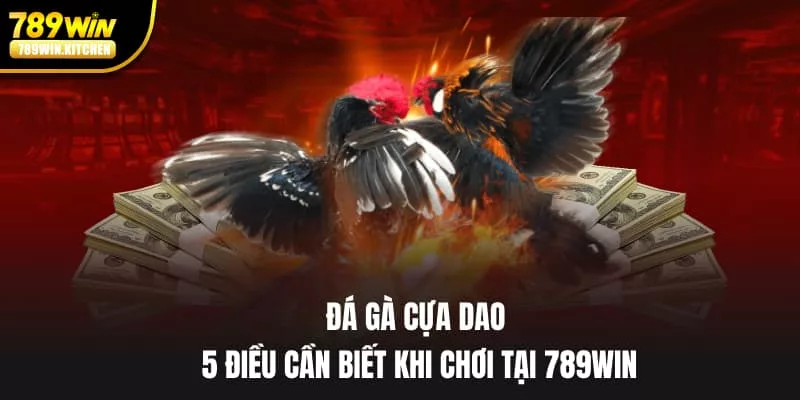 Đá gà cựa dao