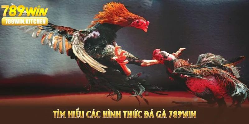 Tìm hiểu các hình thức Đá Gà nổi bật nhất